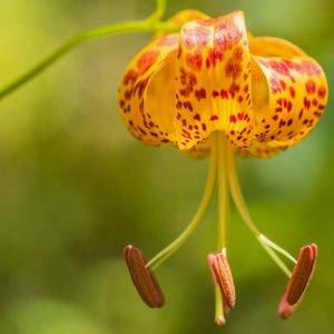 Meet your Posher, Bridger